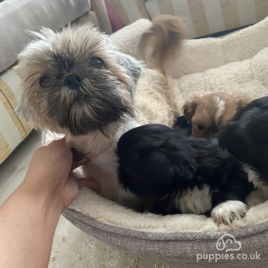 Shih Tzu - Both