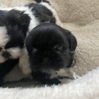 Shih Tzu - Both