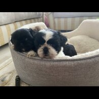 Shih Tzu - Both