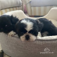 Shih Tzu - Both