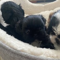 Shih Tzu - Both