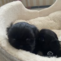 Shih Tzu - Both