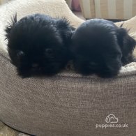 Shih Tzu - Both