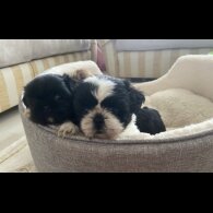 Shih Tzu - Both