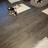 Shih Tzu - Both