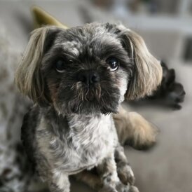 Shih Tzu