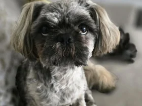 Shih Tzu