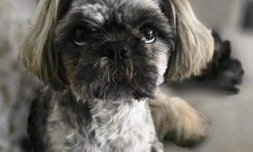 Shih Tzu