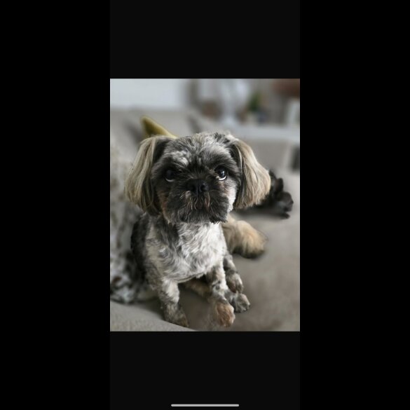 Shih Tzu