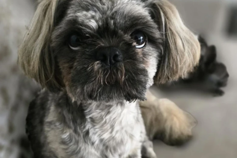 Shih Tzu