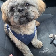 Shih Tzu