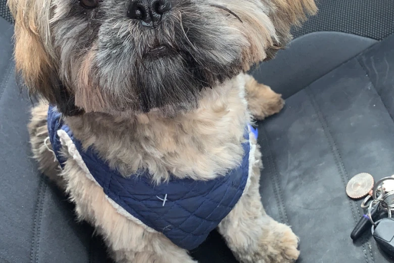 Shih Tzu