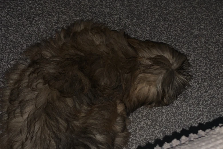 Shih Tzu