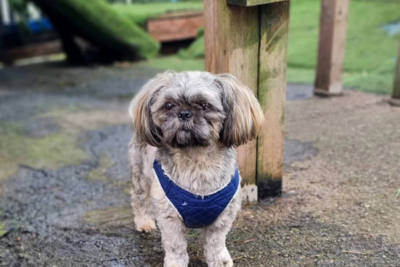 Shih Tzu