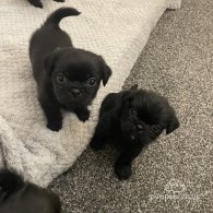 Shihpoo - Both