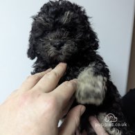 Shihpoo - Both