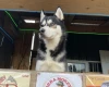Siberian Husky