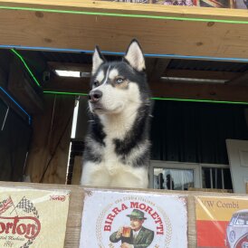 Siberian Husky