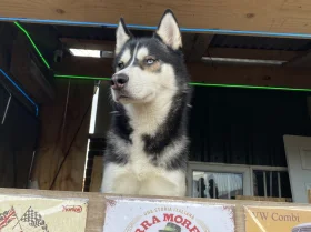 Siberian Husky