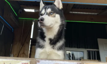 Siberian Husky