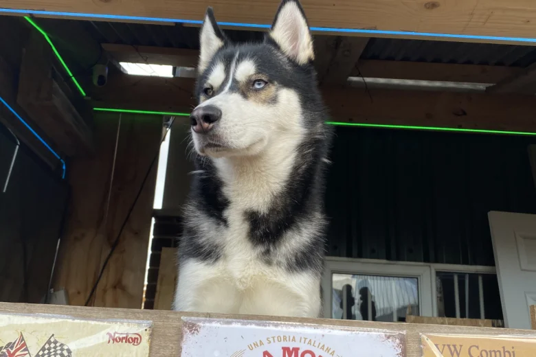 Siberian Husky