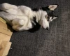 Siberian Husky