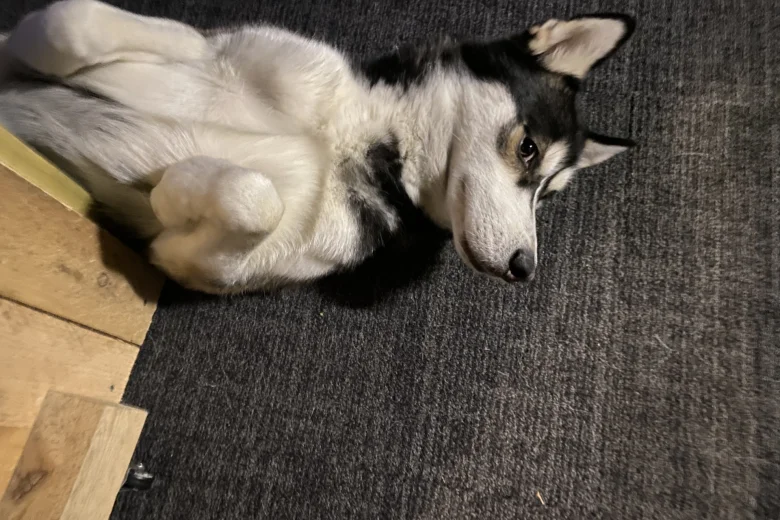 Siberian Husky
