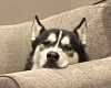 Siberian Husky