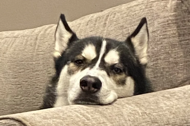 Siberian Husky