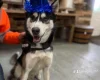 Siberian Husky