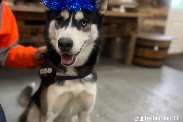 Siberian Husky