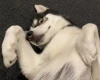 Siberian Husky