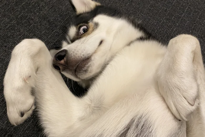 Siberian Husky