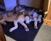 Siberian Husky