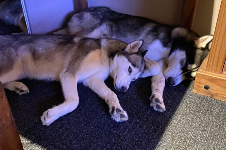Siberian Husky