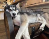 Siberian Husky