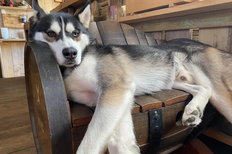 Siberian Husky