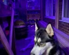 Siberian Husky