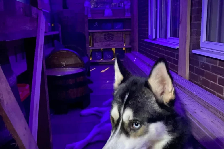 Siberian Husky
