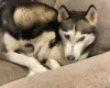Siberian Husky