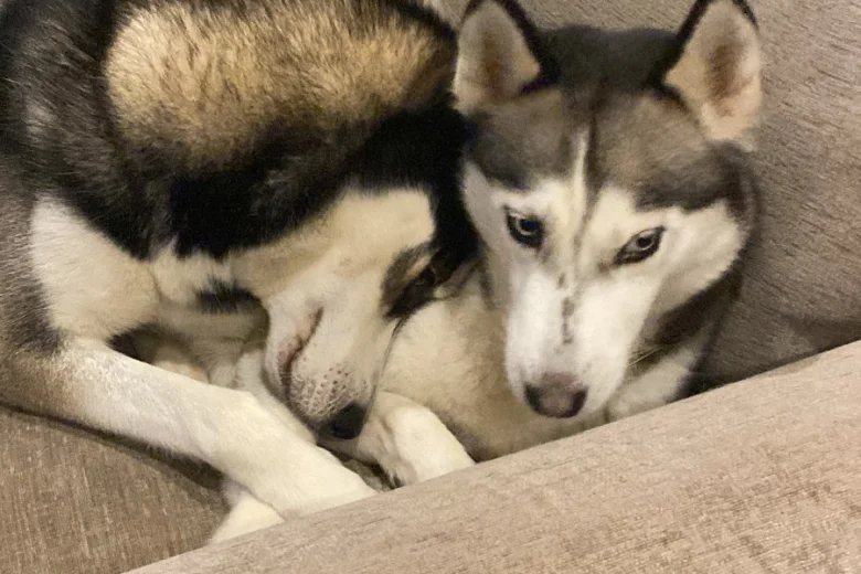 Siberian Husky