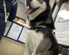 Siberian Husky