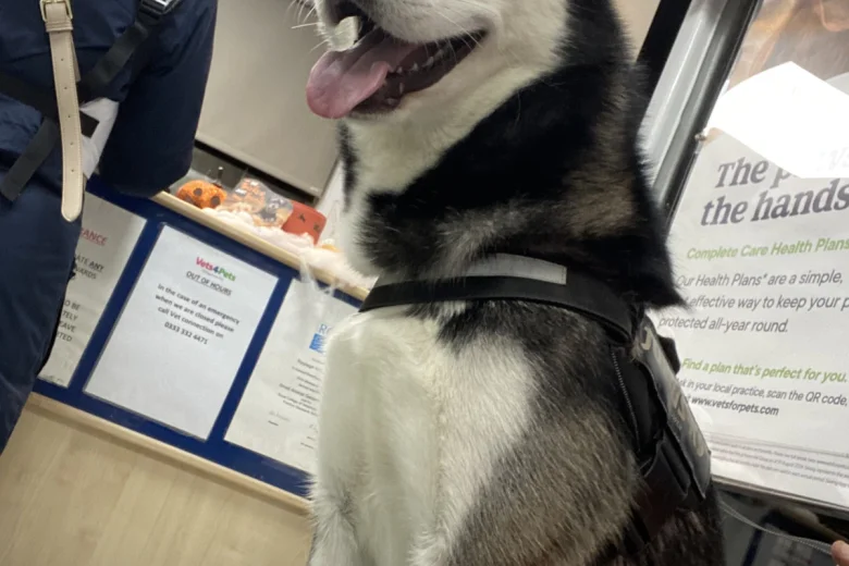 Siberian Husky
