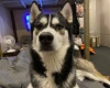 Siberian Husky