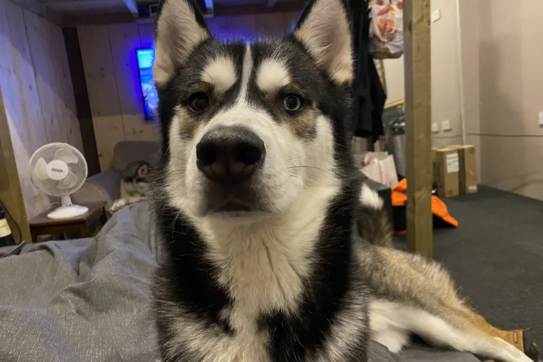 Siberian Husky