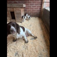 Sprocker Spaniel - Both