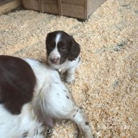 Sprocker Spaniel - Both