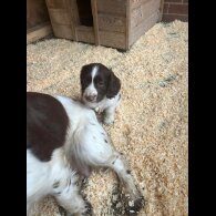 Sprocker Spaniel - Both