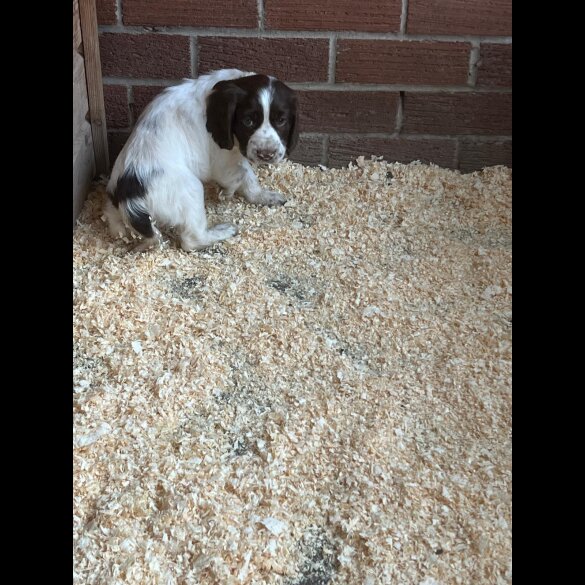 Sprocker Spaniel - Both