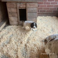 Sprocker Spaniel - Both